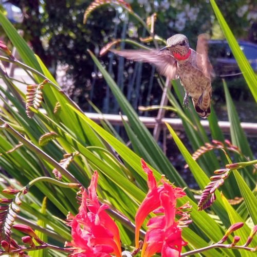 hummingbird that inspired global vegan waffle cookbook cover 3